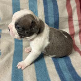 Rascal - Blue male Boston Terrier puppy in Corning, California from SB Bostons / Raksha Malinois