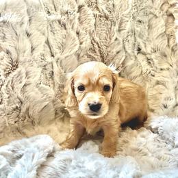 George - Cream male Dachshund puppy in Casper, Wyoming from Daisy's Doxies