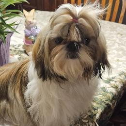 Shih Tzus from ROSE LANE SHIH TZUS