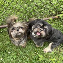 Shih Tzu puppies from Winona’s Legacy