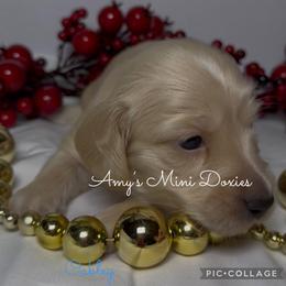 AKC Oakley (Red) - Cream male Dachshund puppy in Jena, Louisiana from Amy’s Mini Doxies