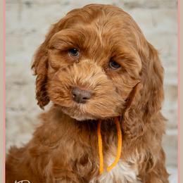 Cannon - Red male Cockapoo puppy in Connersville, Indiana from Deaz Doodle Ranch