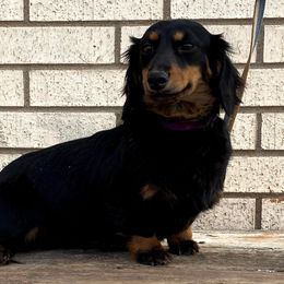 Ivy - Dachshund