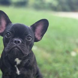 Cindy - Brindle female French Bulldog puppy in Capitol Heights, Maryland from Heritage Bully Co.