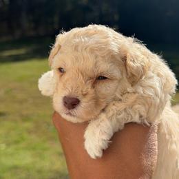 Truffle - Cream female Poodle puppy in Southampton, New Jersey from Lavishly Loved Pets LLC