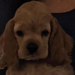 Cocker Spaniel Puppies from Jacobsen's Cockers