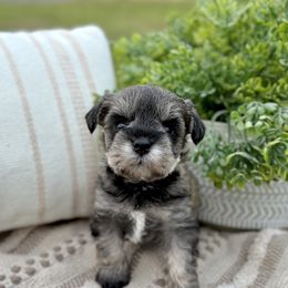 Giant Schnauzer and Miniature Schnauzer Puppies from Hillside Kennels