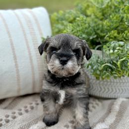 Giant Schnauzer and Miniature Schnauzer Puppies from Hillside Kennels