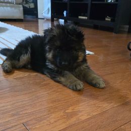 Girl 3 - Black and red female German Shepherd puppy in Louisville, Kentucky from Haus of Beautiful Chaos German Shepherds
