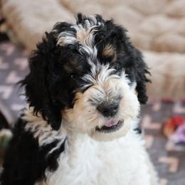 Johnny Watson - Tri-color male Bernedoodle puppy in Springfield, Missouri from Doodle Dandy Bernedoodles