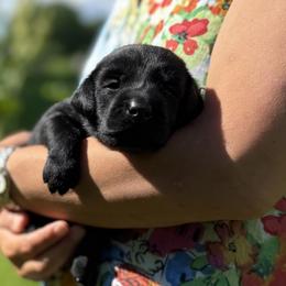 Boy 1 - male Labrador Retriever puppy in Richmond, Maine from King K9 Academy