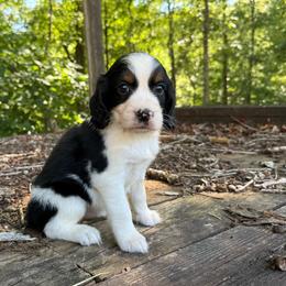 Lily - Black white and tan female English Springer Spaniel puppy in Comer, Georgia from Stratton Spaniels