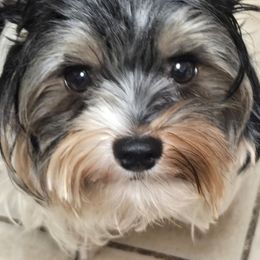 Yorkshire Terrier puppies from Kim Hoang's Yorkies