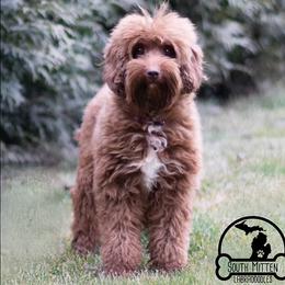 Lani - Australian Labradoodle