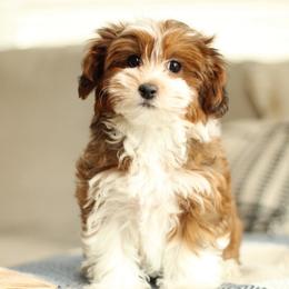 Lily - Red sable female Havapoo puppy in Eagle Mountain, Utah from Lady Paws Puppies
