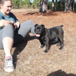 Alapaha Blue Blood Bulldog All Grown Up from Chop Top Alapahas