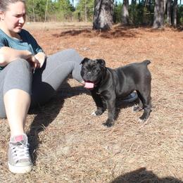 Alapaha Blue Blood Bulldog All Grown Up from Chop Top Alapahas