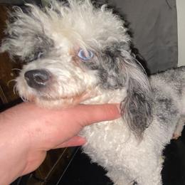 China - Poodle