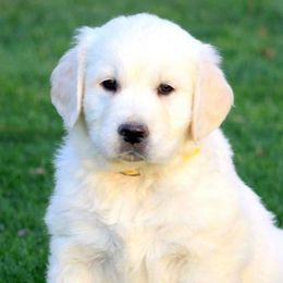 Golden Retrievers and Labrador Retrievers from Stephanie Dellrie