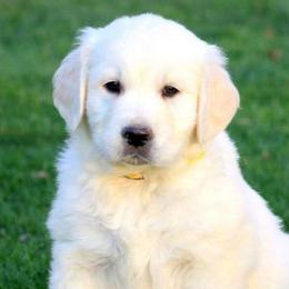 Golden Retrievers and Labrador Retrievers from Stephanie Dellrie