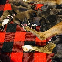 Boxer Puppies from Winchester Boxers