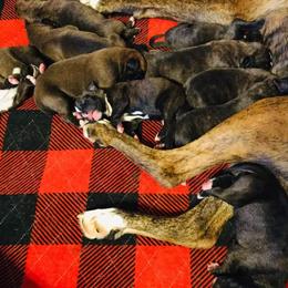 Boxer Puppies from Winchester Boxers