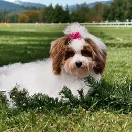 Paris - Goldendoodle