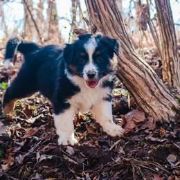 Toby - Black tri-color male Australian Shepherd puppy in Silex, Missouri from Small Town Australian Shepherds