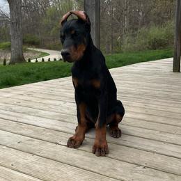 Rosie - Black and rust female Doberman Pinscher puppy in Bruce Township, Michigan from Eminent Dobermans