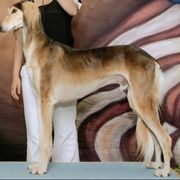 Saluki All Grown Up from Hayat Salukis