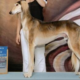 Saluki All Grown Up from Hayat Salukis