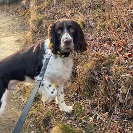 English Springer Spaniels from Little Moore English Springer Spaniels