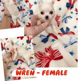 Wren - Cream female Chihuahua puppy in Williamsburg, Virginia from PAWSitive Cheeky Chihuahuas