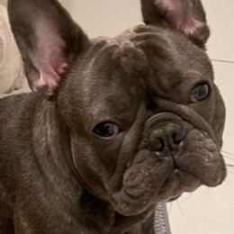 Bella - French Bulldog