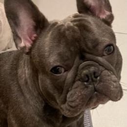 Bella - French Bulldog