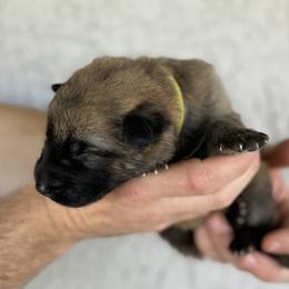 Forest - Liver German Shepherd puppy in Peoria, Arizona from Sunrise Shepherds