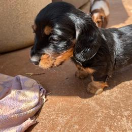 Max - Black and tan male Dachshund puppy in Henry, Virginia from Dumbledore's AKC Mini Dachshunds