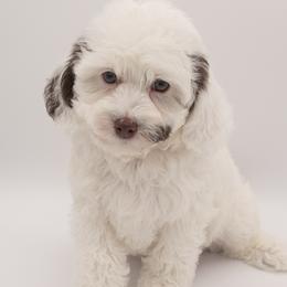 Yang - Parti male Double Doodle puppy in Lehi, Utah from Our Little Farm Life Doodles