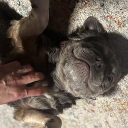 French Bulldogs from Rae Ceja
