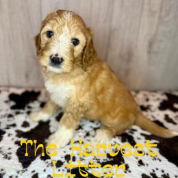 Maple - Apricot male Goldendoodle puppy in Houston, Texas from Golden Life Doodles