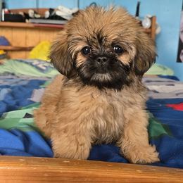Puppy 2 - Brindle female Shih Tzu puppy in Stroudsburg, Pennsylvania from Puppyville Pa Shih Tzu & frenchies