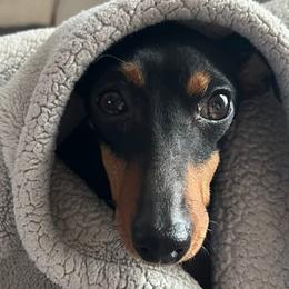 Manchester Terriers from Flatbroke Toy Manchester Terriers