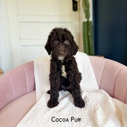 Coco Puff Chocolate English Teddybear - Chocolate female Goldendoodle puppy in Grove, Oklahoma from Guinn Family Farms