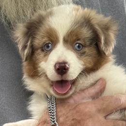 Nugget - Red merle female Miniature American Shepherd puppy in Camdenton, Missouri from Sunset Ridge Aussies