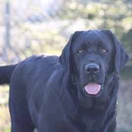 Tater - Labrador Retriever