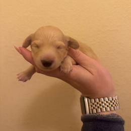 Pink Collar Female - Cream female Dachshund puppy in Grandview, Texas from LF & Co Dachshunds