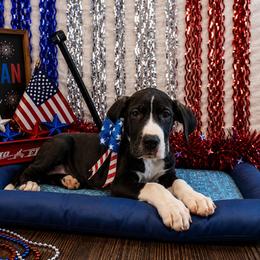 Nova - Mantle female Great Dane puppy in Brooksville, Florida from Follow My Lead Great Danes