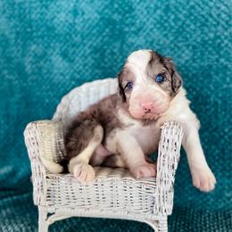Apache - White and blue merle male Bordoodle puppy in Elizabeth City, North Carolina from Howdy Doodles
