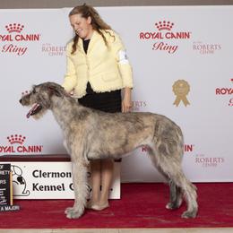 Poppy - Irish Wolfhound