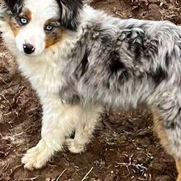 Miniature Australian Shepherds and Toy Australian Shepherds from Tonia Johnson's Toy and Miniature Australian Shepherds